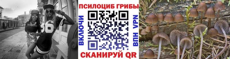 даркнет сайт Кандалакша Псилоцибиновые грибы Psilocybine cubensis